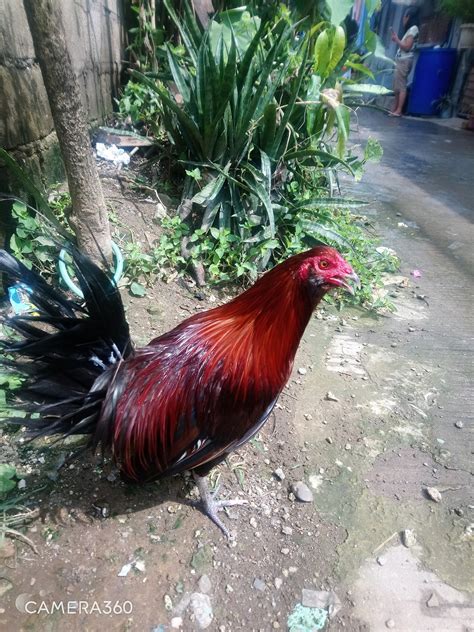 sinyal ng manok|SENYALADONG MANOK .